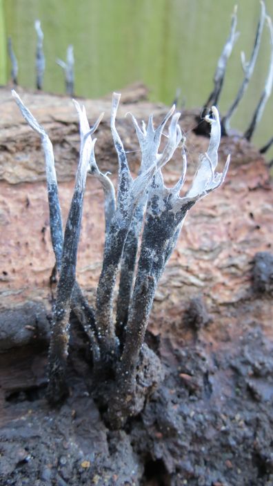 Candle Snuff Fungus